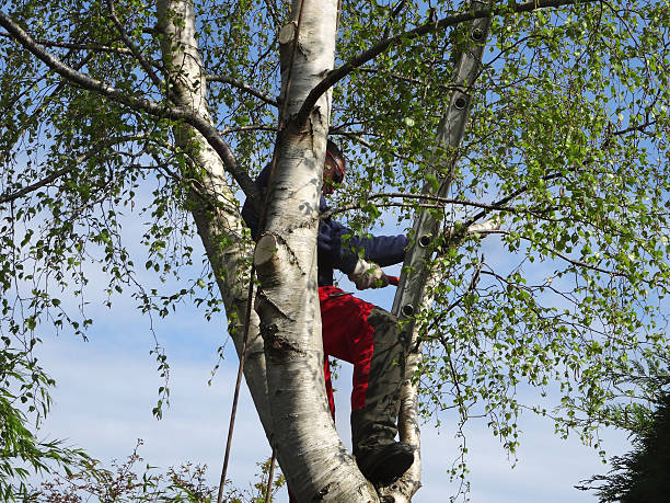 Reliable Godley, TX Tree Removal Services Solutions